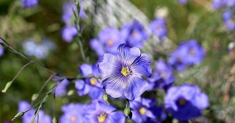 Blue Wild Flax (Linum Lewisii)