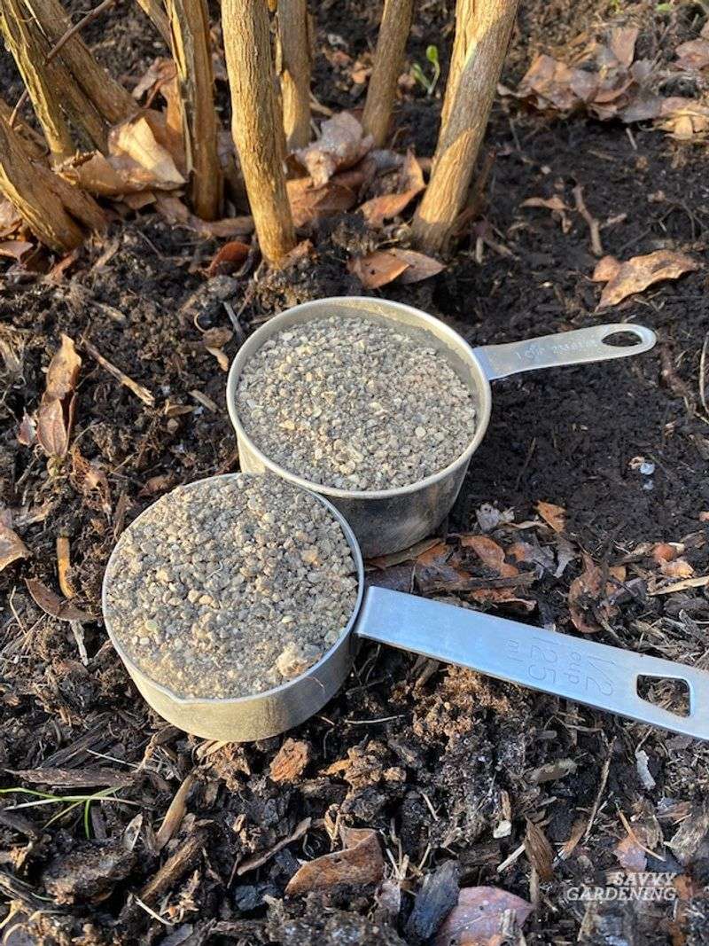 Azaleas Can Be Fed After Blooming Finishes