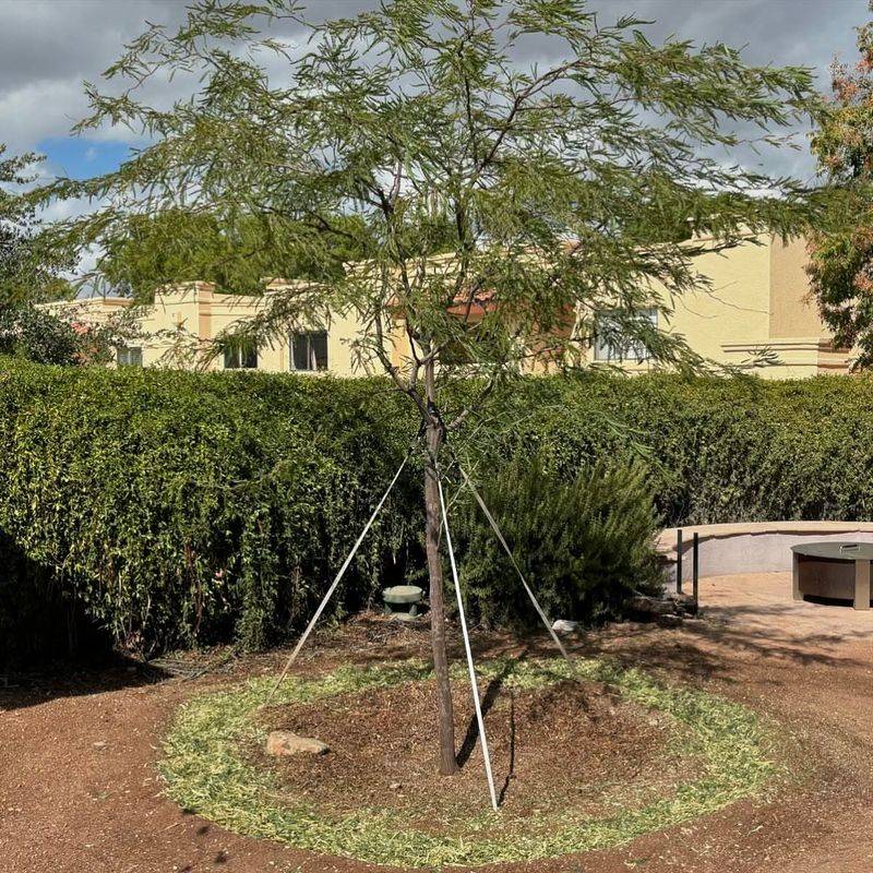 Mesquite Trees Benefit From Early Structural Pruning