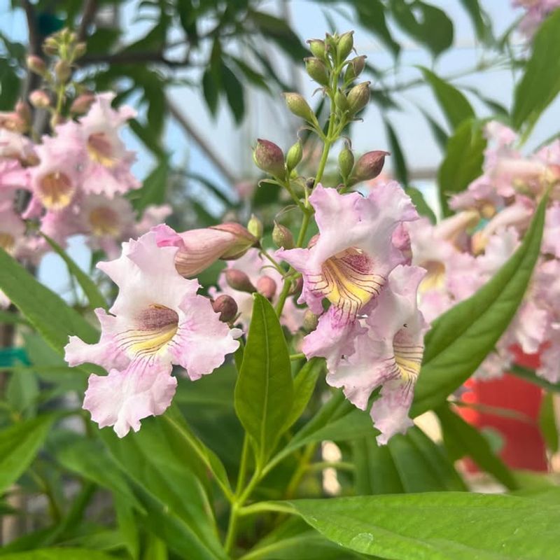 Chitalpa Produces Showy Flowers And Grows Well In Heat