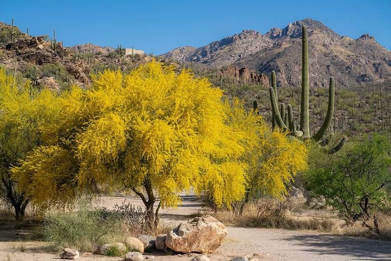 Thrives In Extreme Heat And Needs Very Little Water Once Established