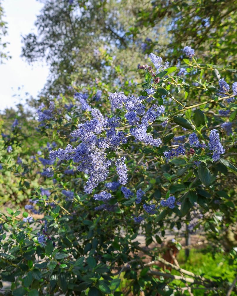 California Lilac (Ray Hartman)