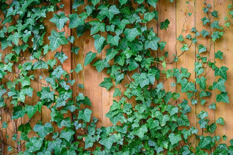 Ivy (English Ivy)