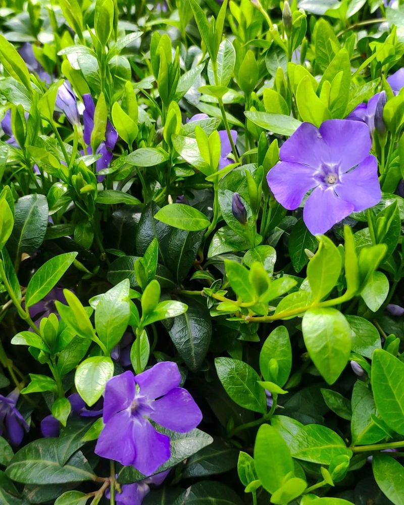 Periwinkle (Vinca)