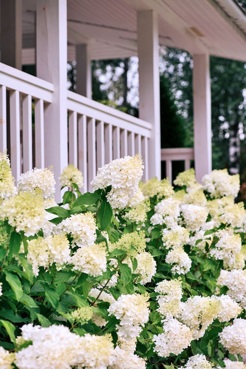 Oakleaf Hydrangea Delivers Structure In Every Season