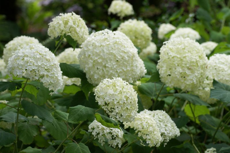 Smooth Hydrangea With Snowball-Style Blooms