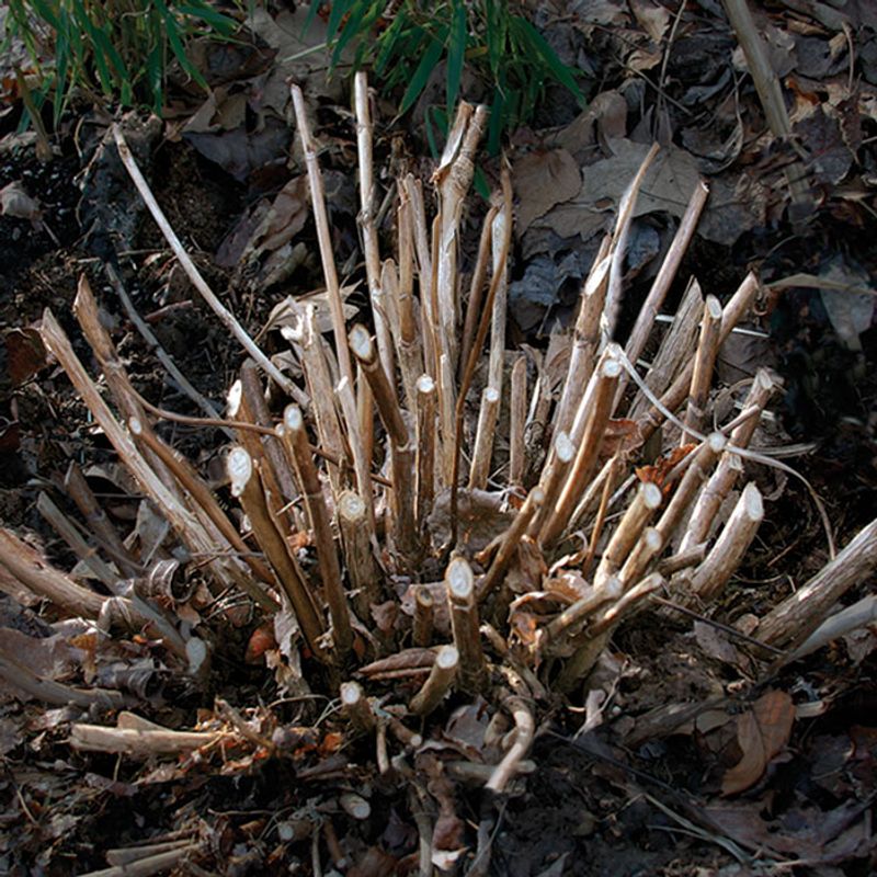 Smooth Hydrangea Responds Well To Hard Early Pruning