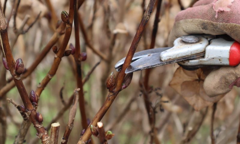 Smooth Hydrangea Responds Well To Early Spring Pruning