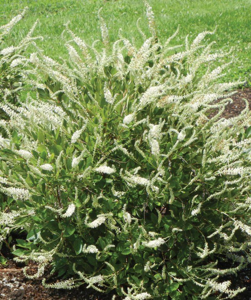 Summersweet Flowers On Fresh New Shoots