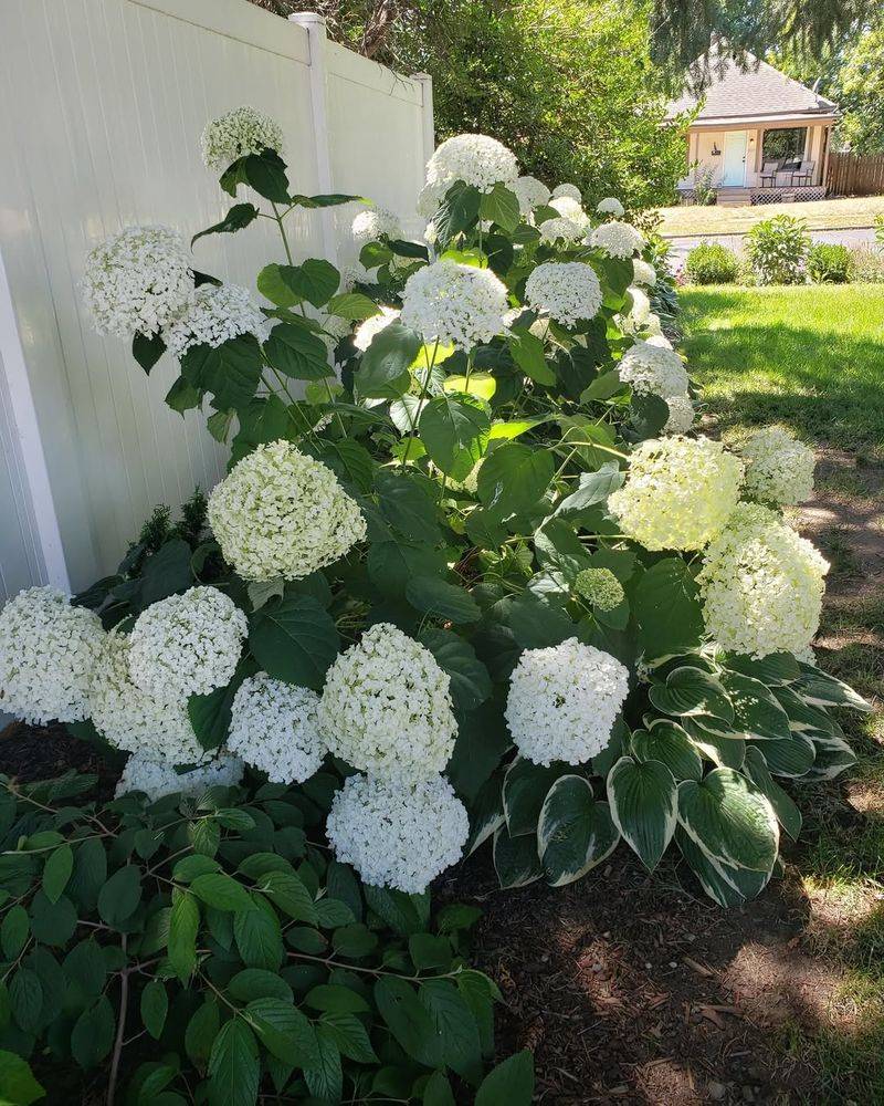 Smooth Hydrangea (Hydrangea Arborescens)