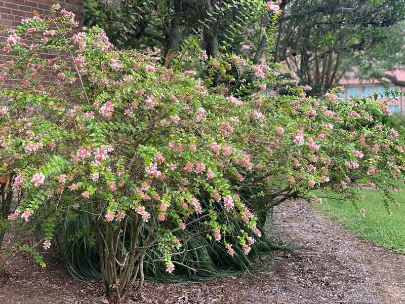 Abelia Benefits From Late Winter Shaping