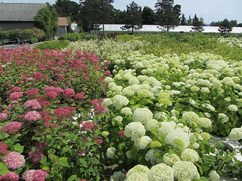 Smooth Hydrangea Handles A March Cutback For Fresh Flowering Stems