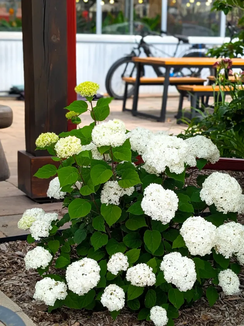 Smooth Hydrangea That Fills Shady Corners