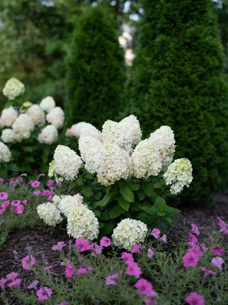 Late Winter Pruning Encourages Strong New Growth