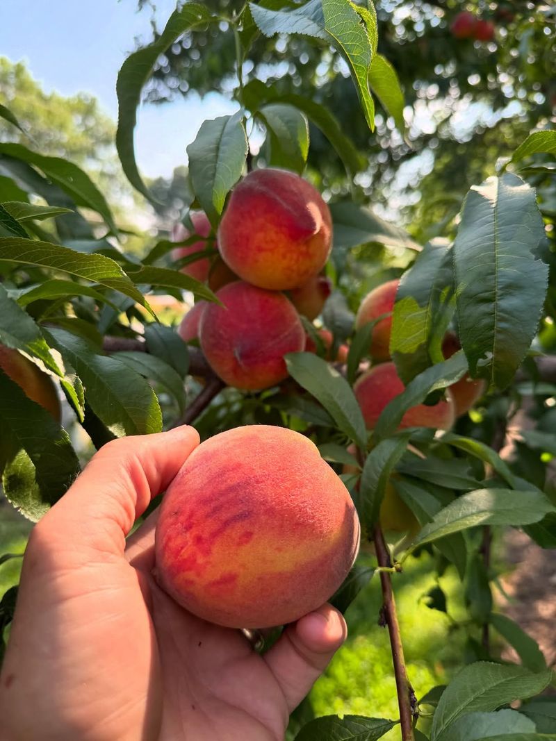 Fruit Trees Benefit From Dormant Season Pruning