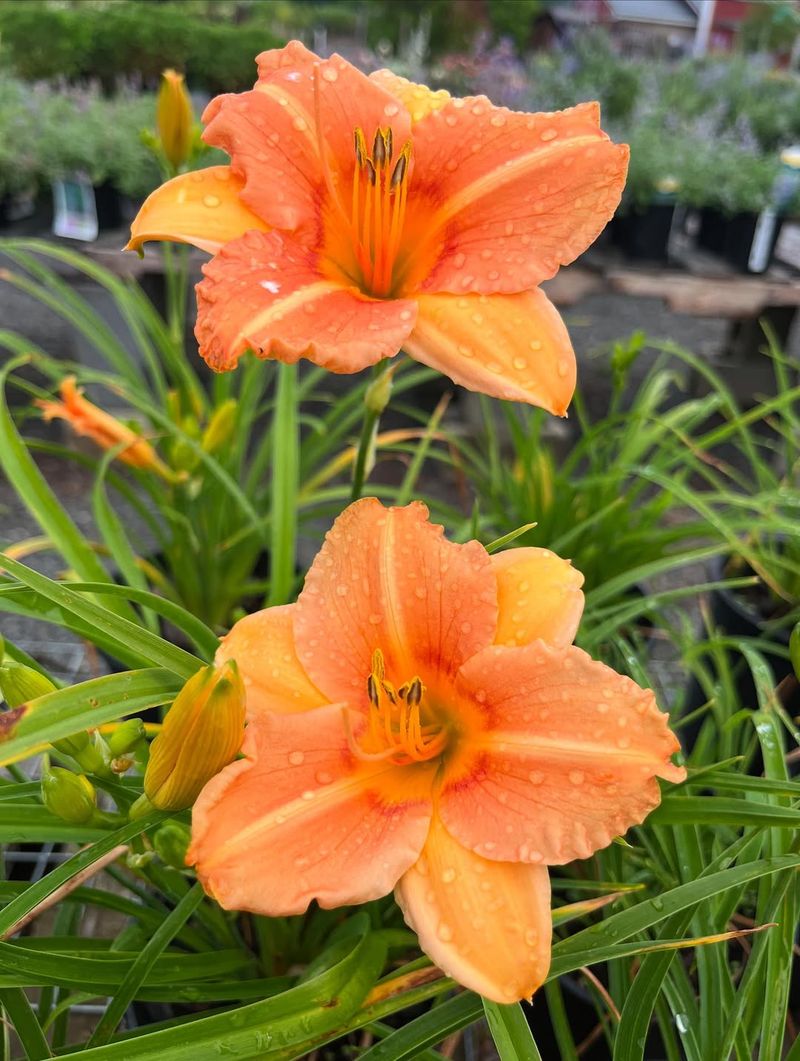 Daylilies (Hemerocallis spp.)