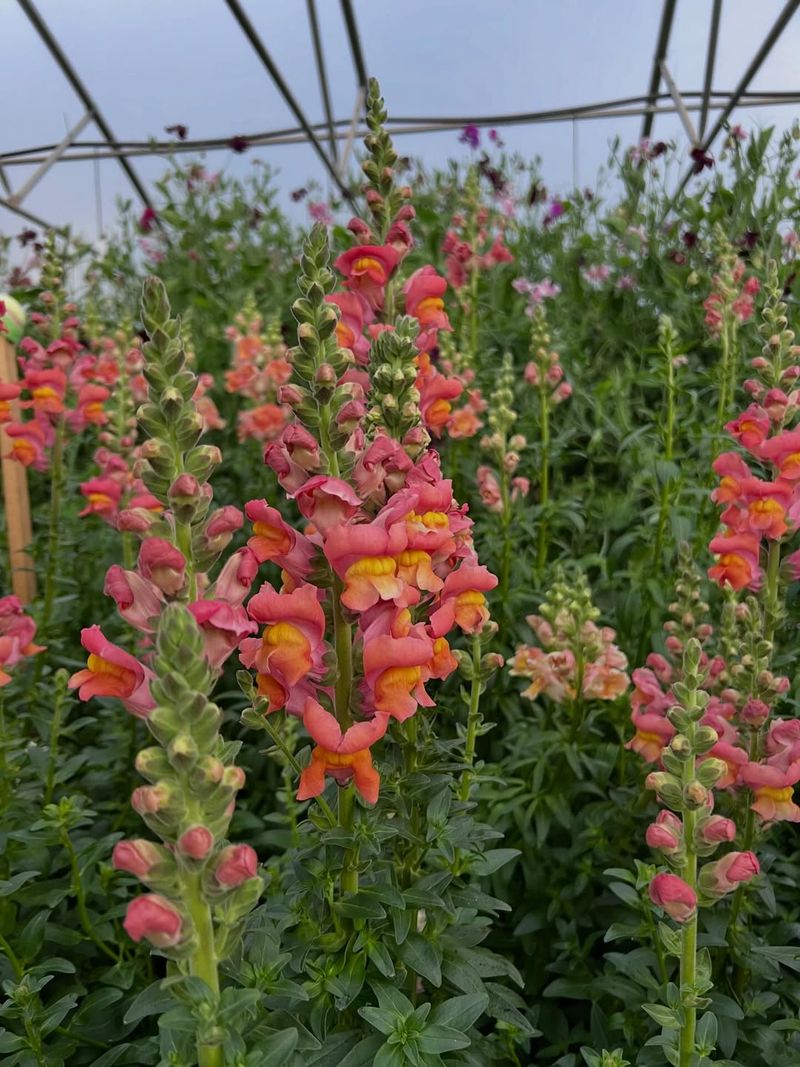 Snapdragons