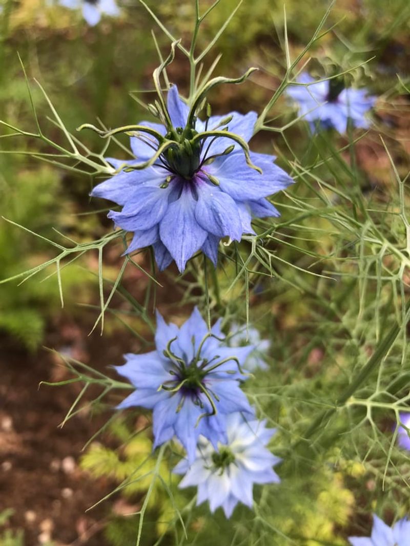 Nigella (Love-in-a-Mist)