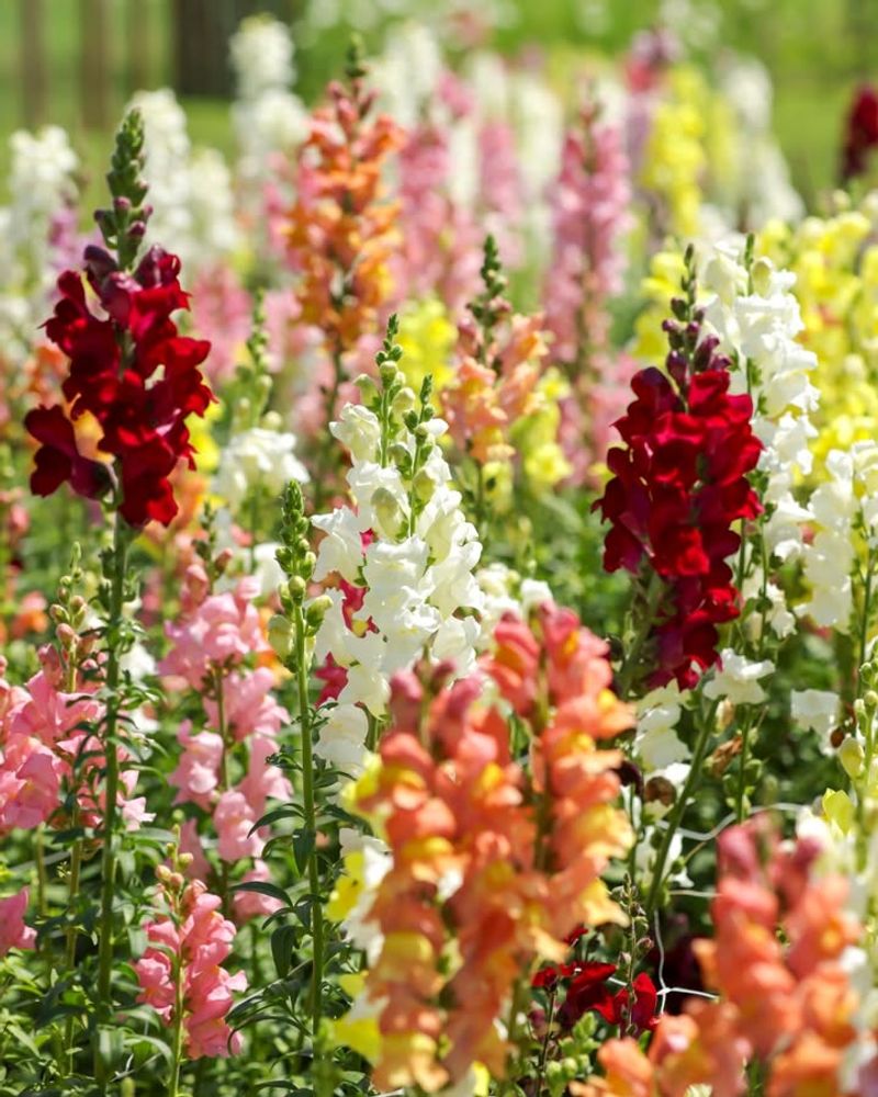 Snapdragons