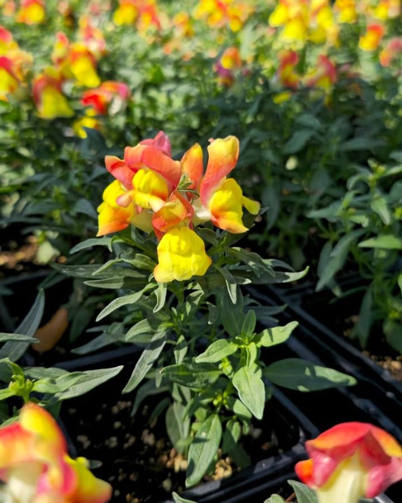 Snapdragons