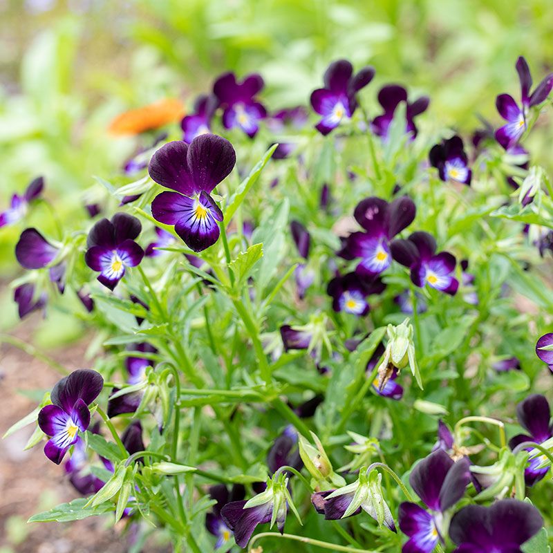 Violas