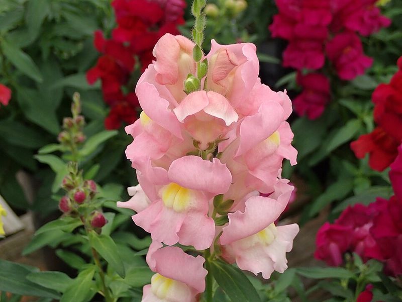 Snapdragons Offer Tall Spikes Of Eye-Catching Color