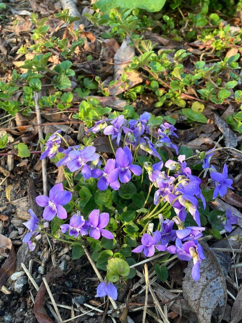 Violas Offer Hardy Color For Early Gardens