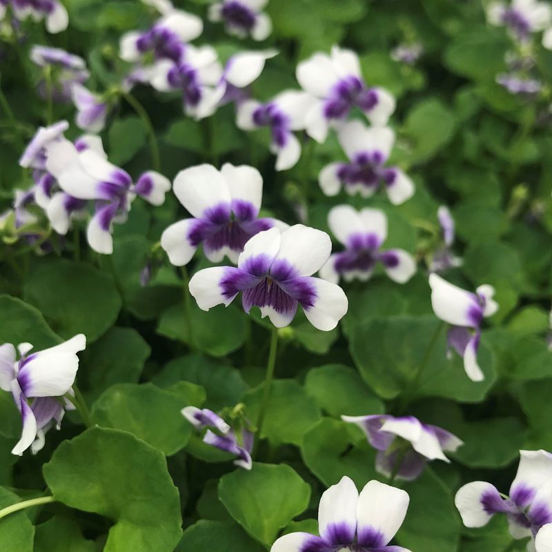 Violas Offer Cool-Weather Blooms Popular With Gardeners