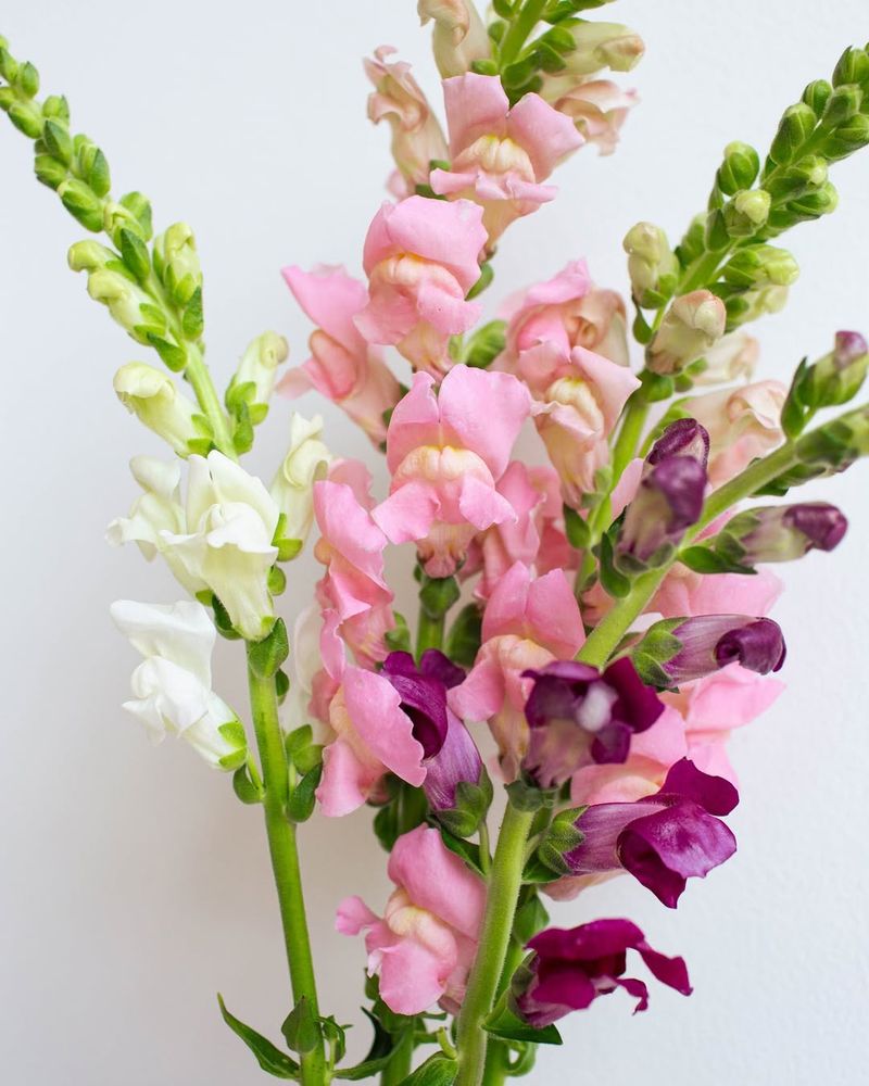 Snapdragons Playful And Bright