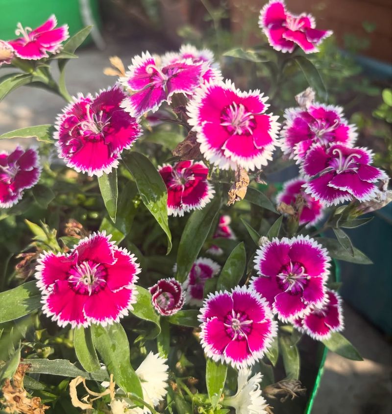 Dianthus Brings Early Fragrance And Fast Spring Color