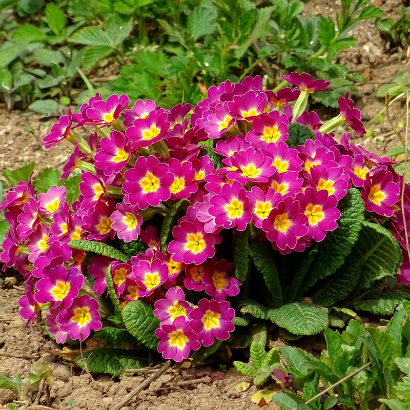 Primroses (Primula Spp.)