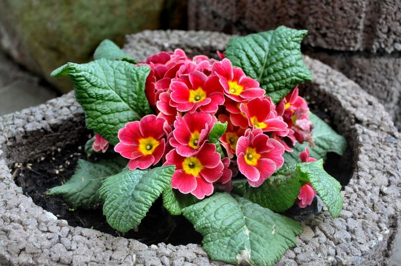 Primroses (Primula Spp.)