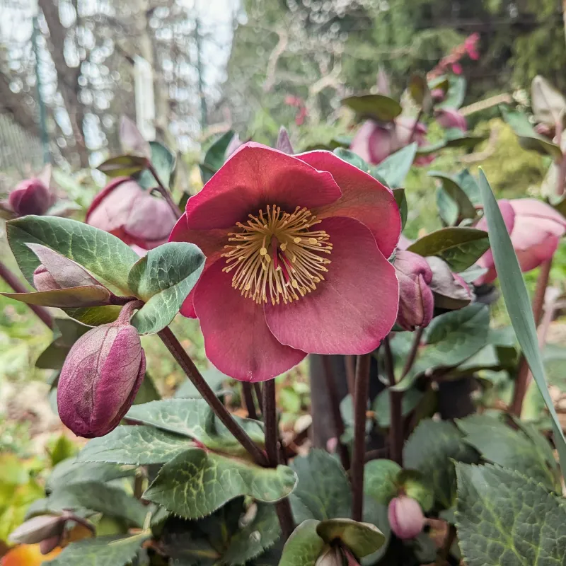 Hellebores With Elegant Early Flowers