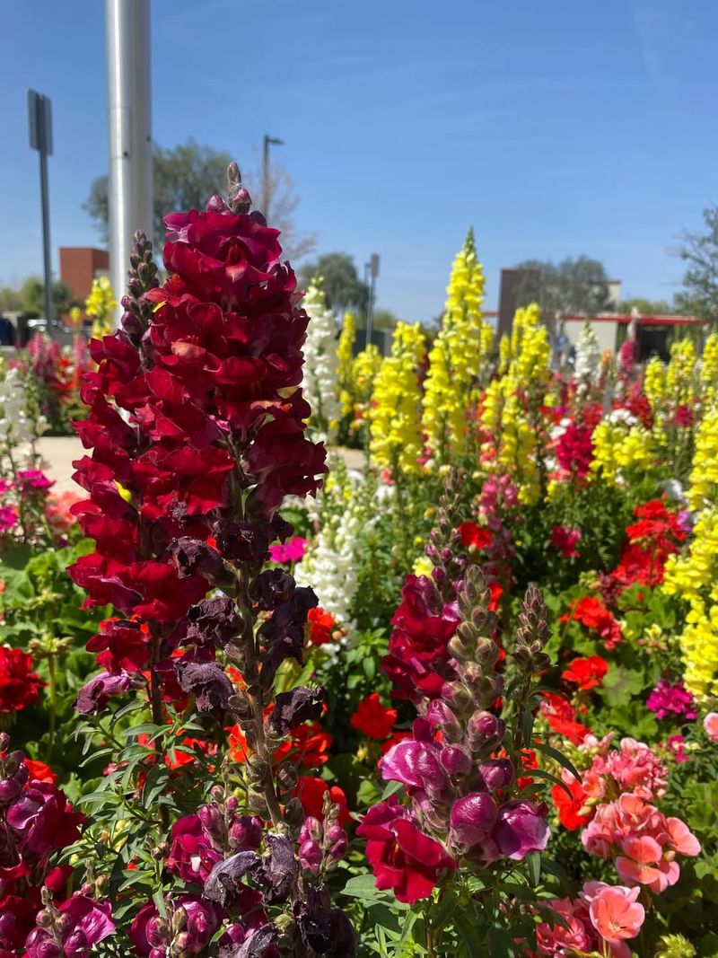 Snapdragon Adds Tall Flower Spikes To Patio Planters