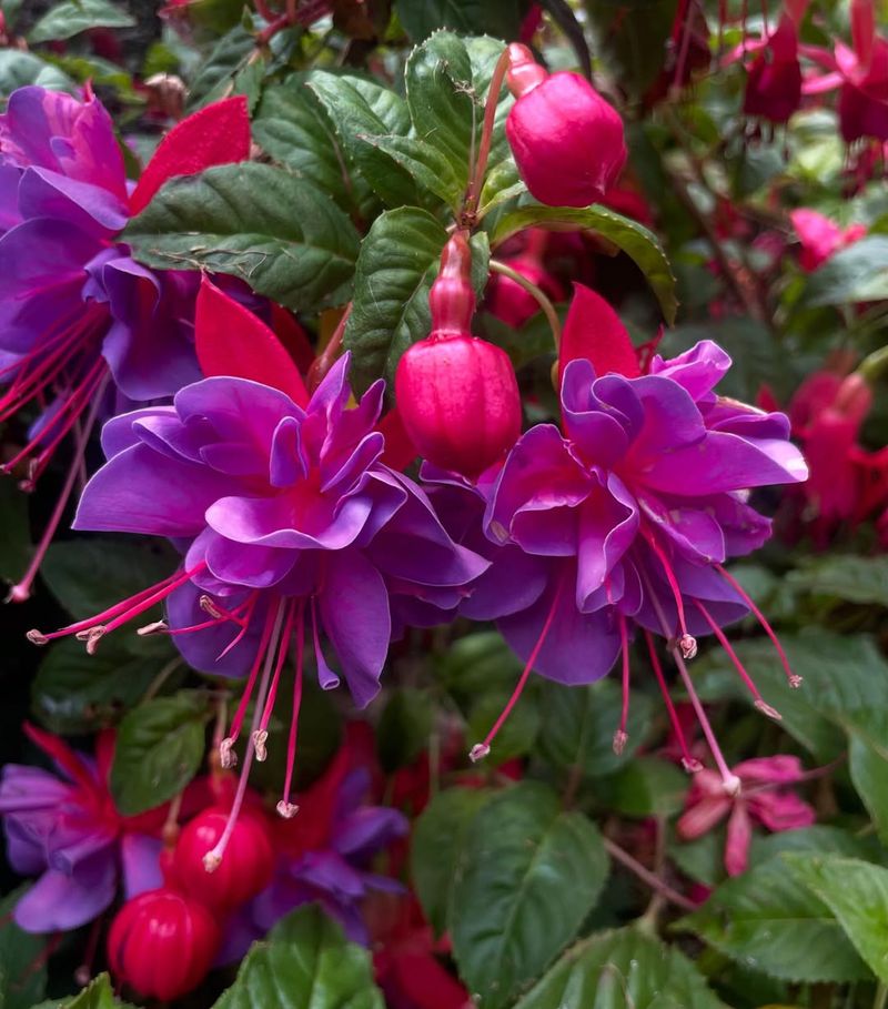 Fuchsia Hanging With Soft Color