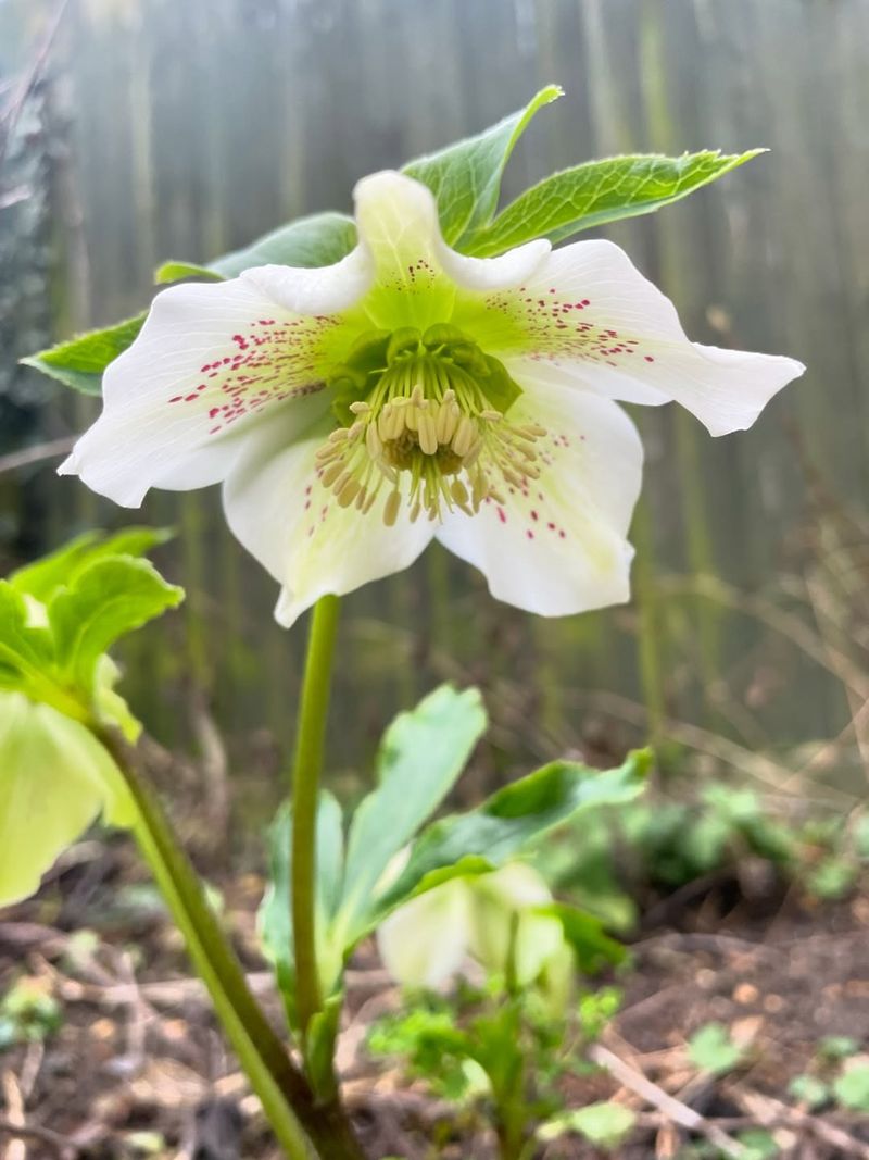 Hellebore