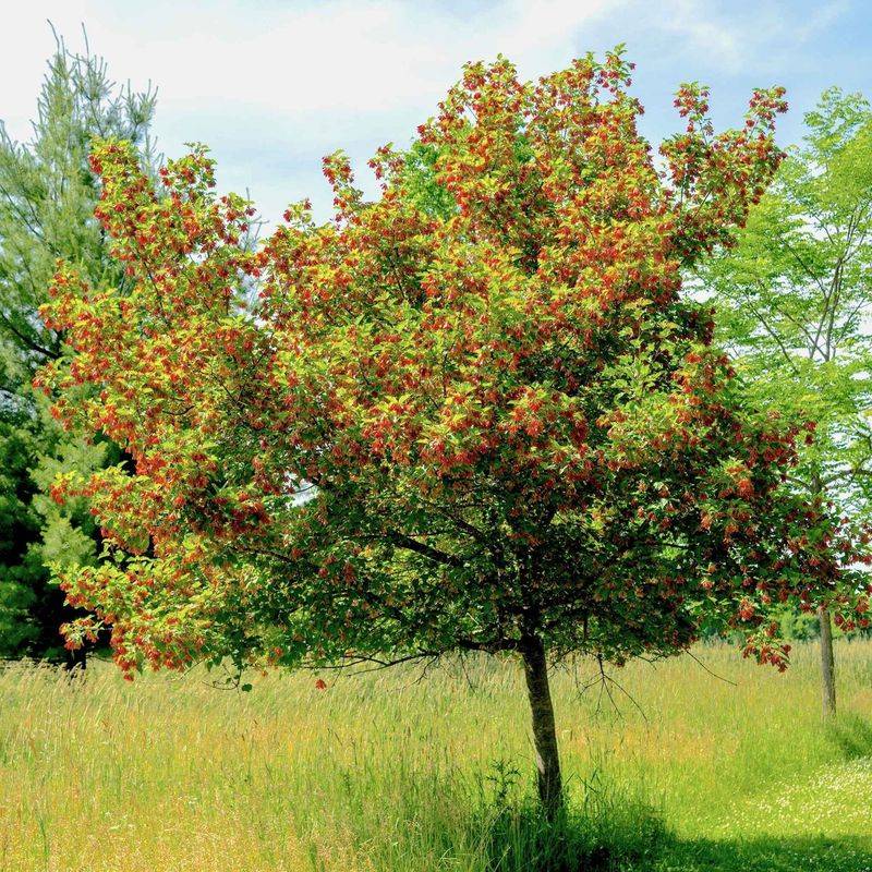 Tatarian Maple (Acer tataricum)