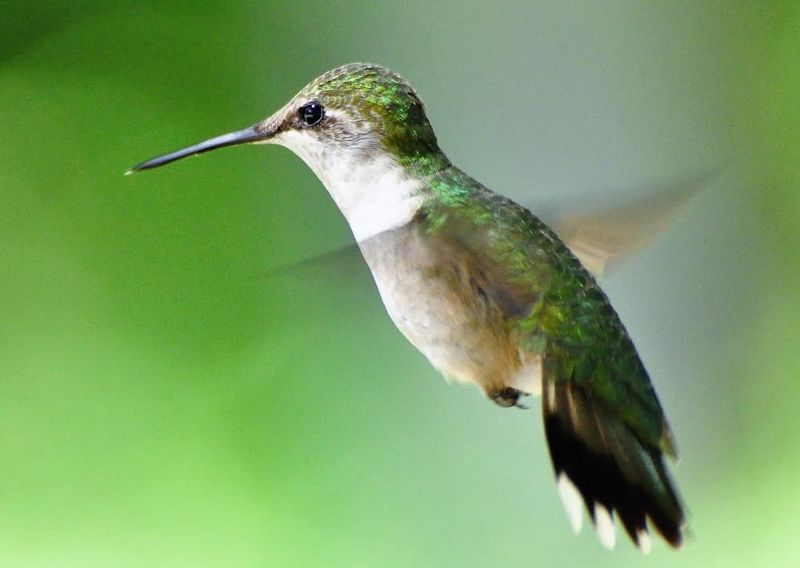 Wildlife Refuges Are Great Places To Watch Them