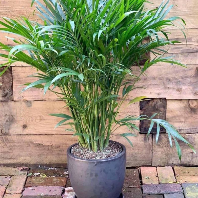 Cat Palm Creates A Full Lush Look In Pots