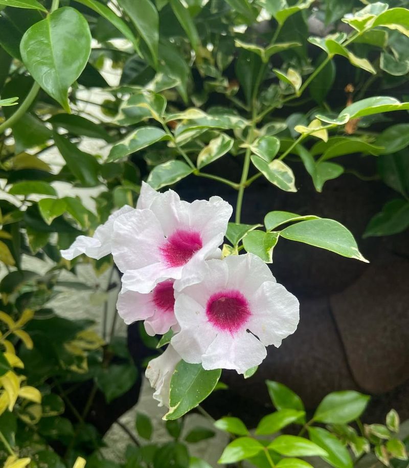 Pink Bower Vine Flowering Nearly Every Month