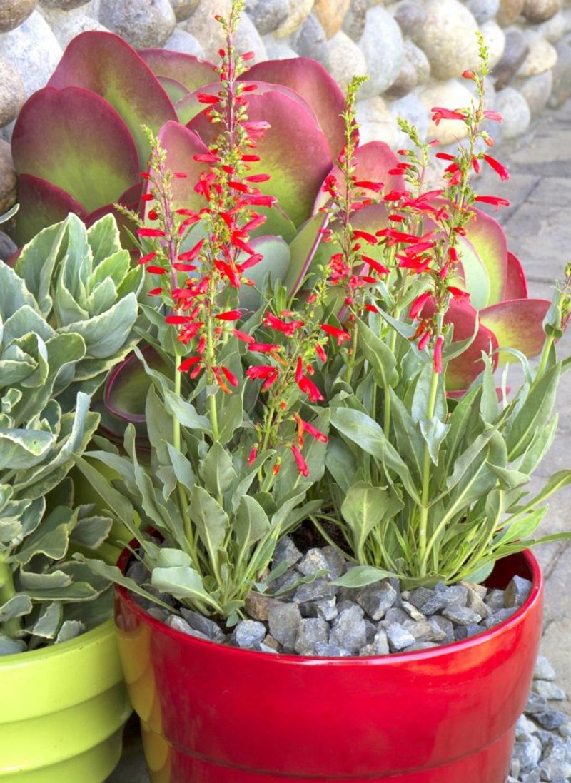 Firecracker Penstemon Adds Bright Tubular Blooms Hummingbirds Love