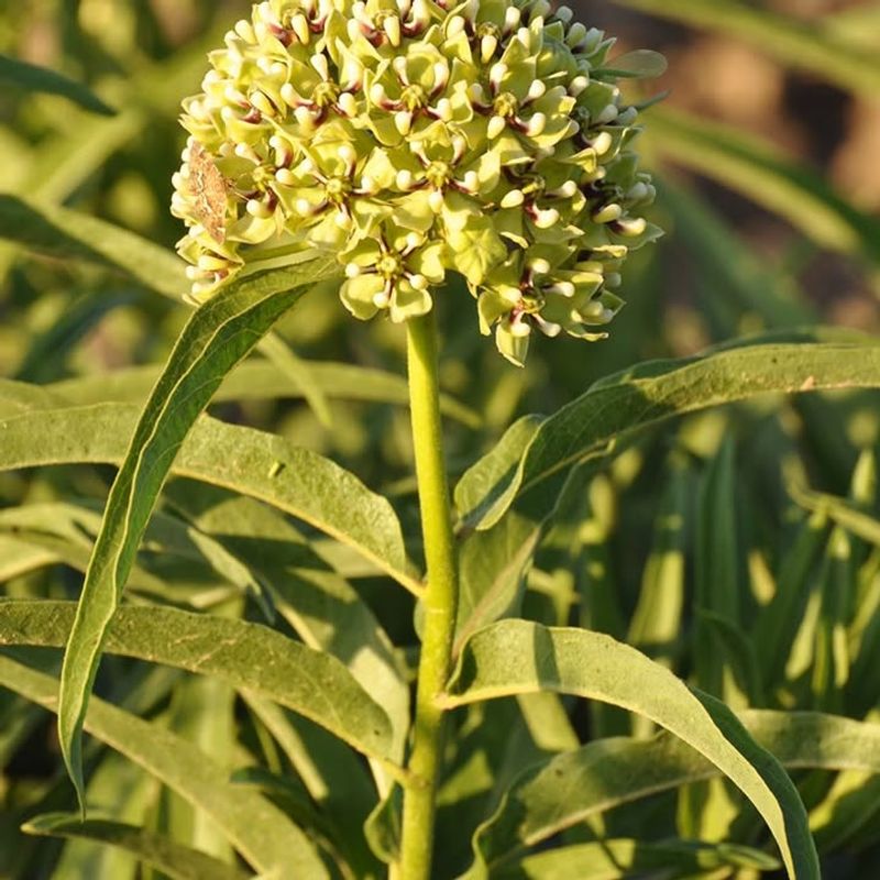 Arizona Milkweed Supports Pollinators And Establishes Well In Spring
