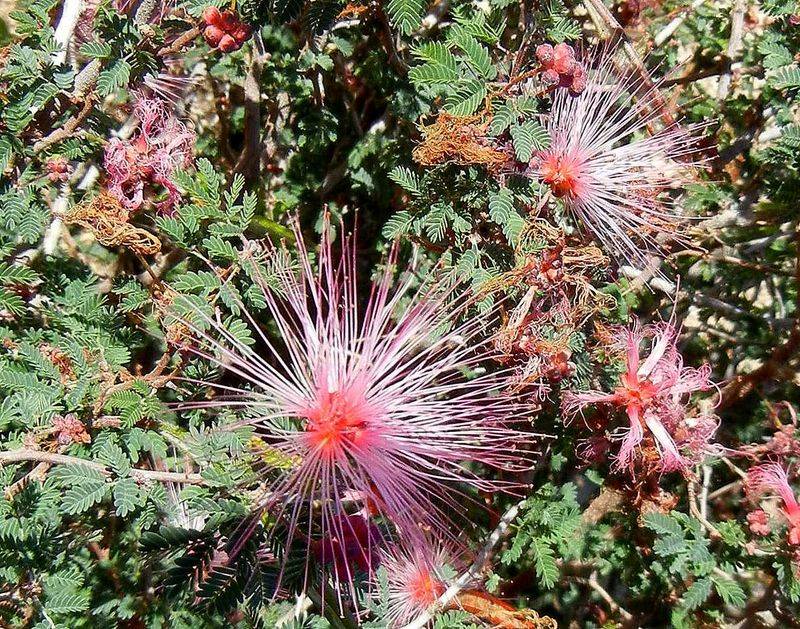 Pink Fairy Duster Adds Fuzzy Pink Flowers And Light Texture