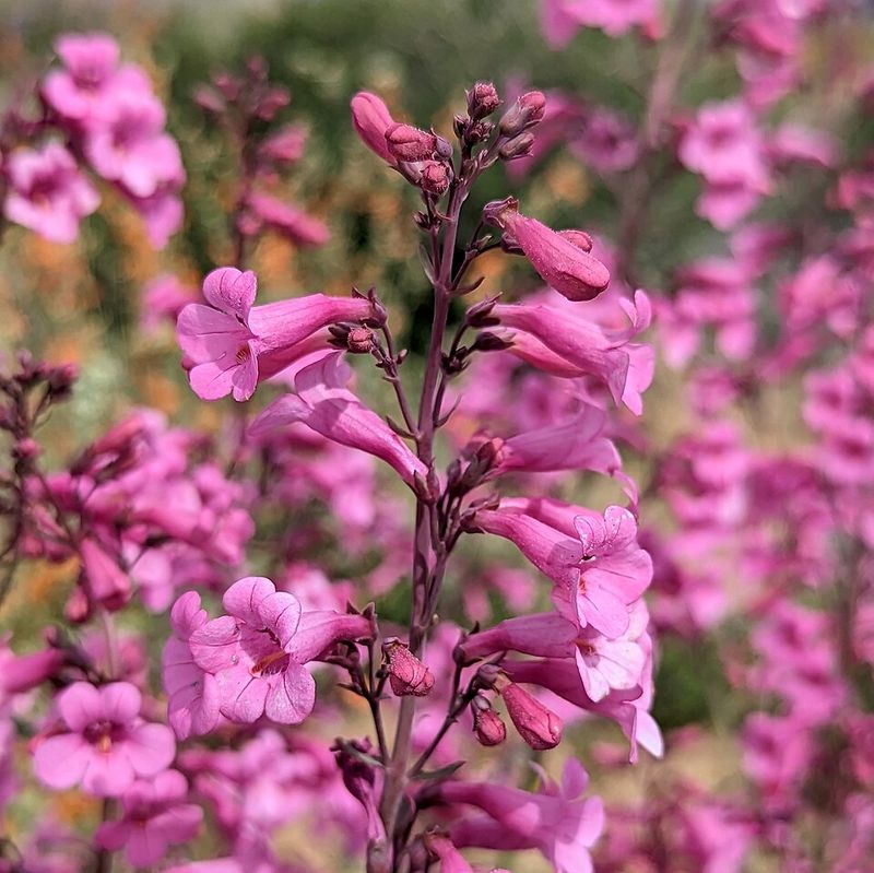 Parry's Penstemon Lights Up Spring In Arizona Yards