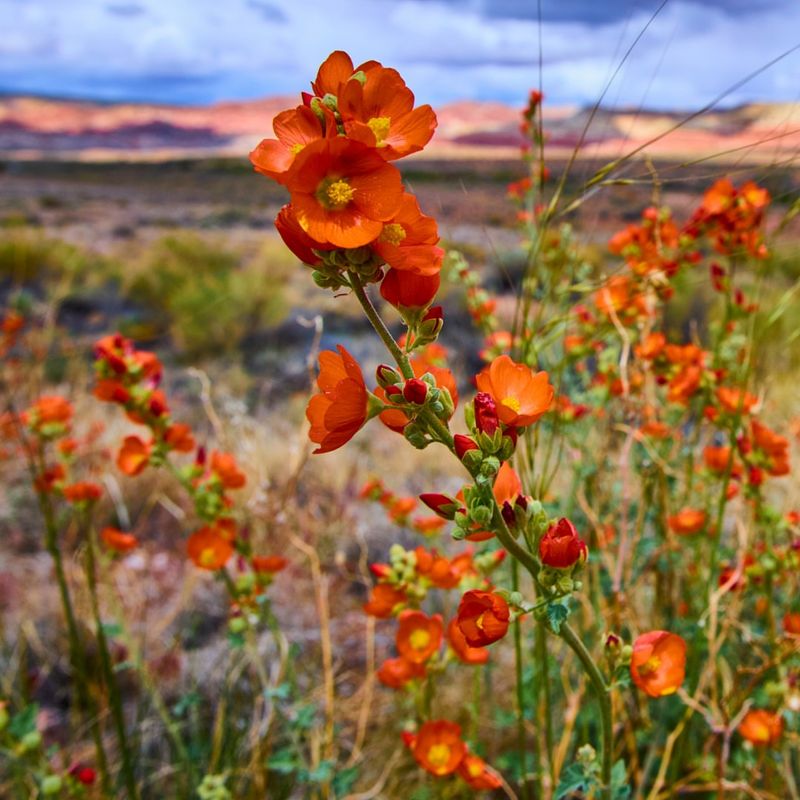 Globe Mallow Delivers Fiery Orange Color In Harsh Conditions