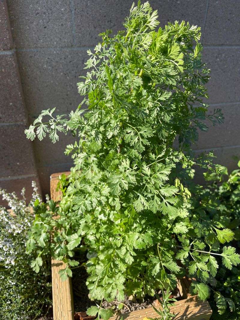 Cilantro Loves Pennsylvania's Cooler Early-Season Days