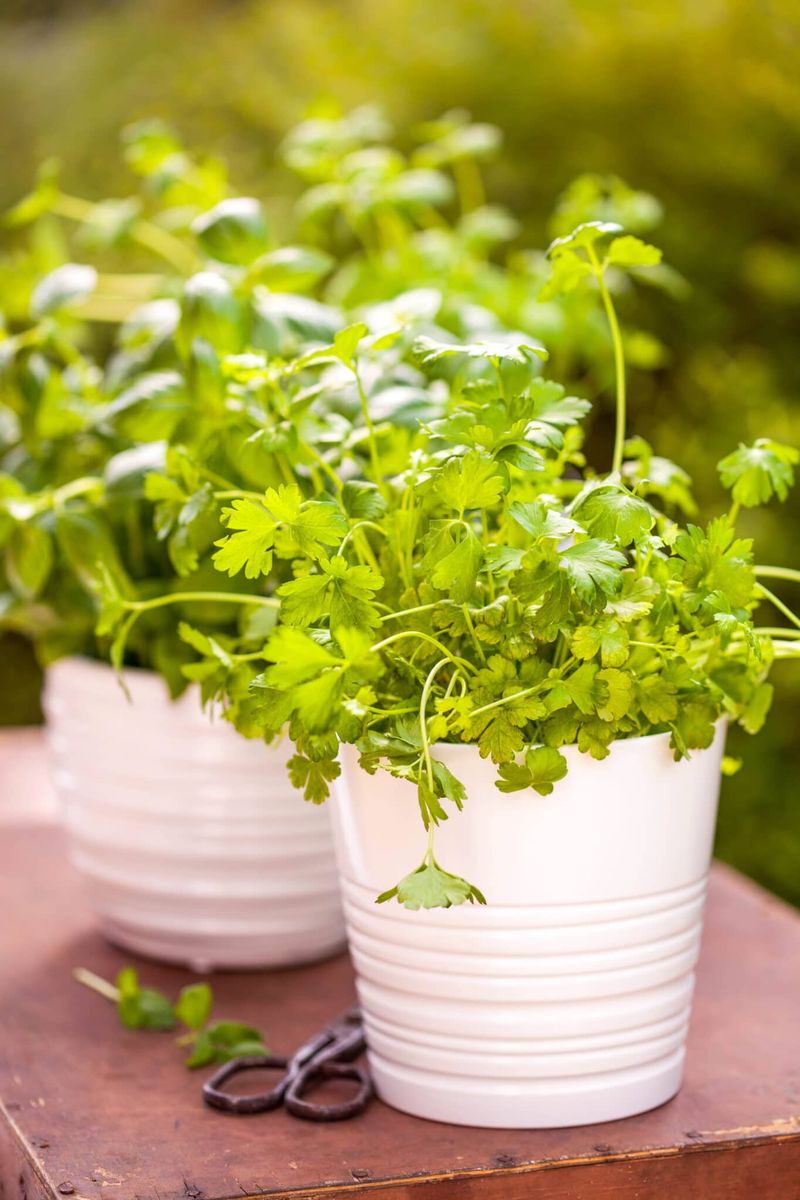 Cilantro: Needs Depth, Not Width