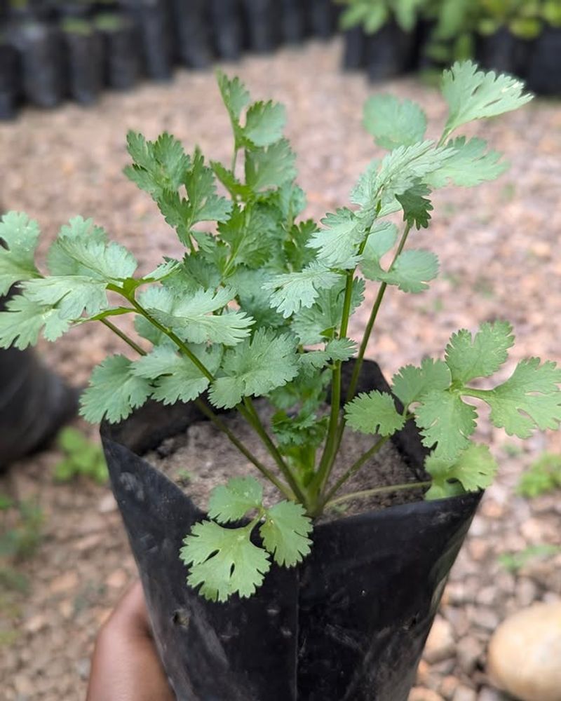 Cilantro Grows Best In Cooler Months