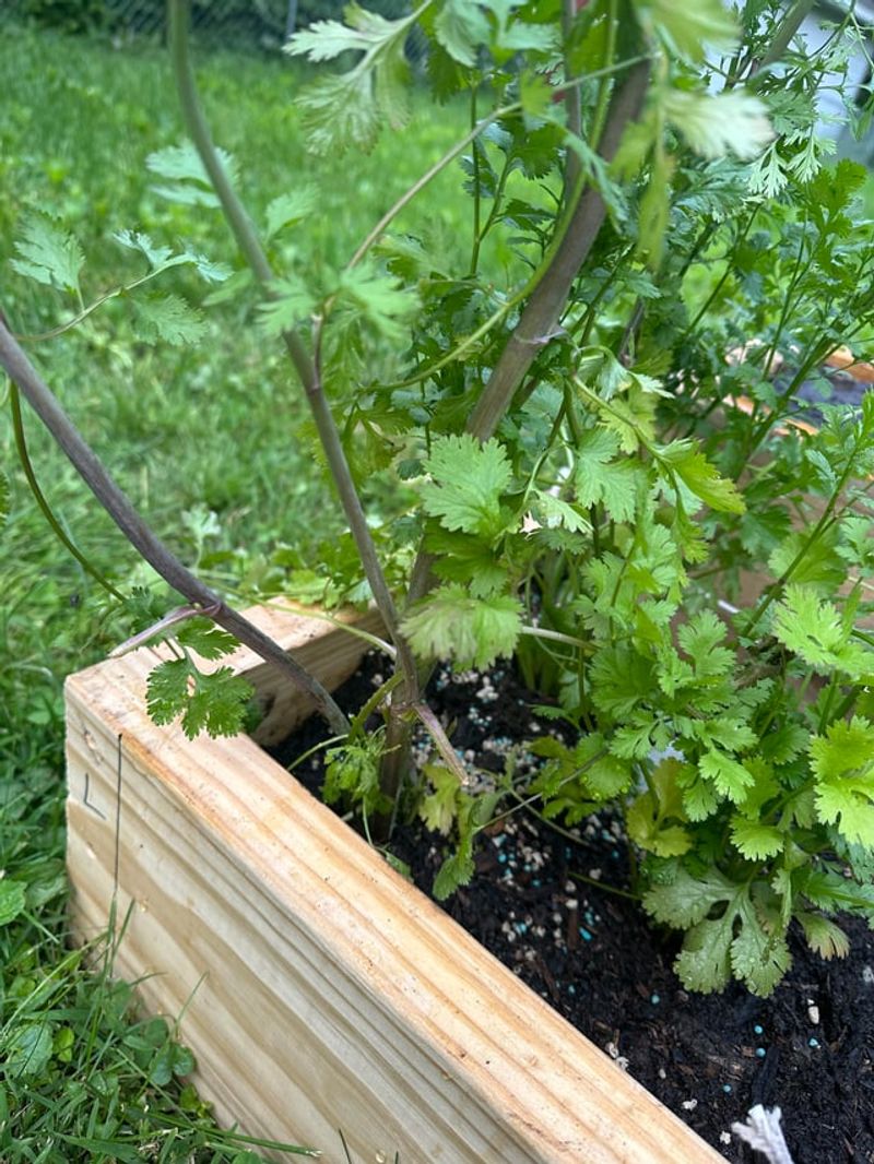 Cilantro Brings Fresh Flavor Before Heat Hits