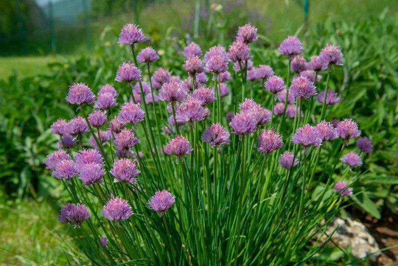 Chives That Help Deter Aphids Around Tomatoes